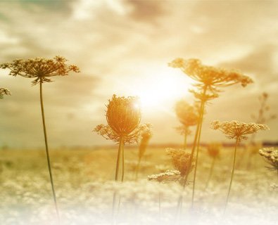 Erhalten der Natur durch Nachhaltigkeit - Perga GmbH setzt sich für den Schutz der Umwelt ein. Auf diesem Bild sehen Sie eine wunderschöne Blumenwiese im Sommer, die uns daran erinnert, wie wichtig es ist, unsere Natur zu schützen. Bei Perga GmbH sind wir uns der Verantwortung bewusst, die wir haben, umweltfreundliche und nachhaltige Verpackungslösungen anzubieten. Wir möchten unseren Teil dazu beitragen, die Umwelt zu schützen und zu erhalten. Unsere umweltfreundlichen Verpackungen sind eine hervorragende Möglichkeit, umweltbewusstes Handeln zu fördern. Erfahren Sie mehr darüber, wie wir gemeinsam unsere Umwelt schützen und erhalten können."